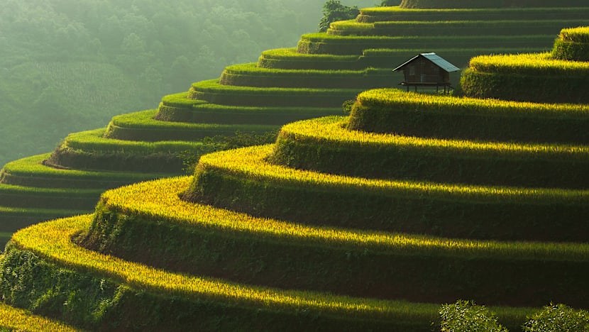 Singapore and Vietnam sign agreement on stable sustainable rice trade 