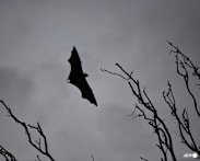 One person dead from Nipah virus in Bangladesh, says WHO