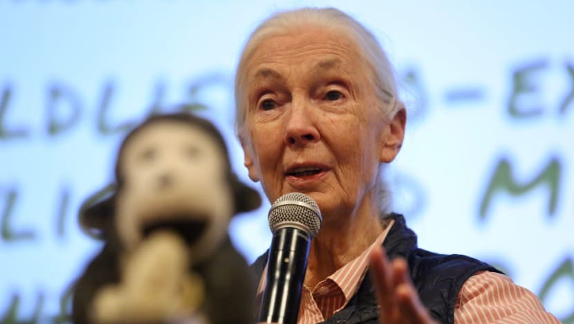Shocking that Singaporeans ask for wildlife to be 'returned' to the zoo, says Jane Goodall