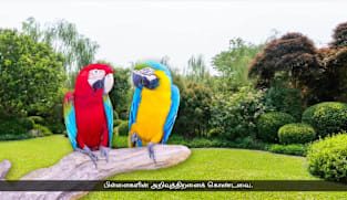 "கிளி வளர்ப்பது எளிதா? இல்லவே இல்லை"