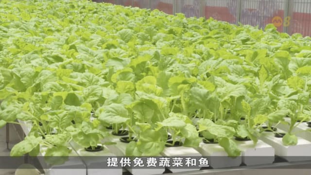 宏茂桥社区农场蔬菜产量增加 善用土地促进社区互动
