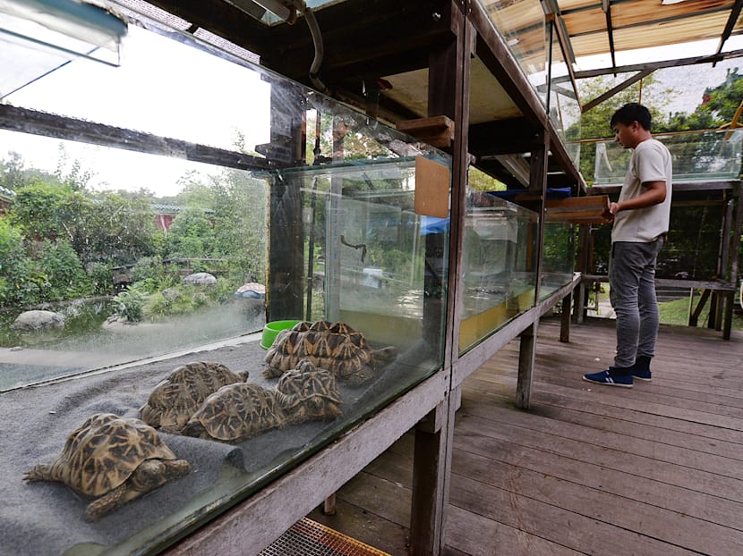 Live Turtle and Tortoise Museum deserves greater support