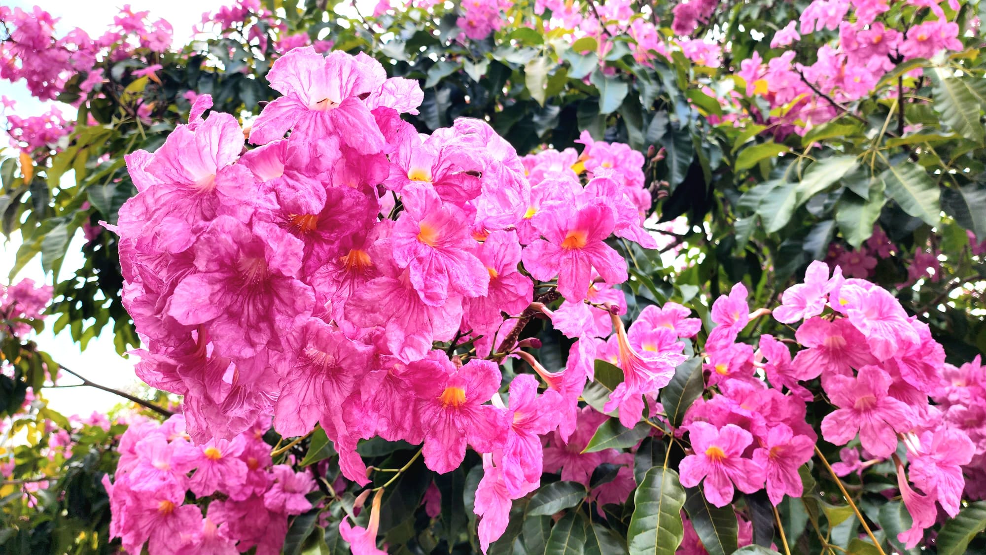 本地八月“樱花期”报到！繁花锦簇美不胜收- 8world