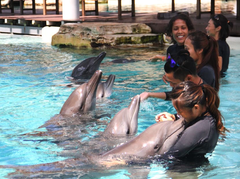 More than 500 babies born at S.E.A. Aquarium since last October More than 500 babies born at S.E.A. Aquarium since last October