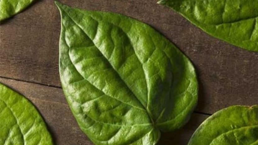5 manfaat daun sirih bagi kecantikan kulit dan rambut 5 manfaat daun sirih bagi kecantikan kulit dan rambut