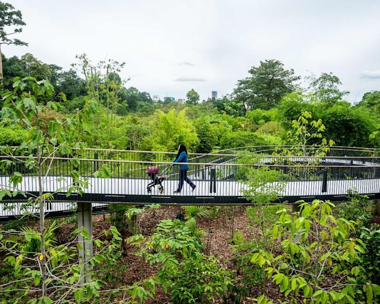 New 200m long pedestrian bridge opens at Singapore Botanic Gardens