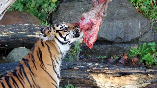 呼吁公众捐宠物给猛兽吃 丹麦动物园：模仿天然食物链