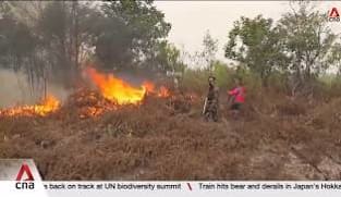 CNA Explains: What happens to carbon credits when the forests protecting them burn? 