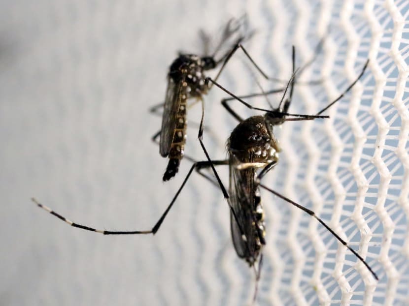 Aedes aegypti mosquitoes.