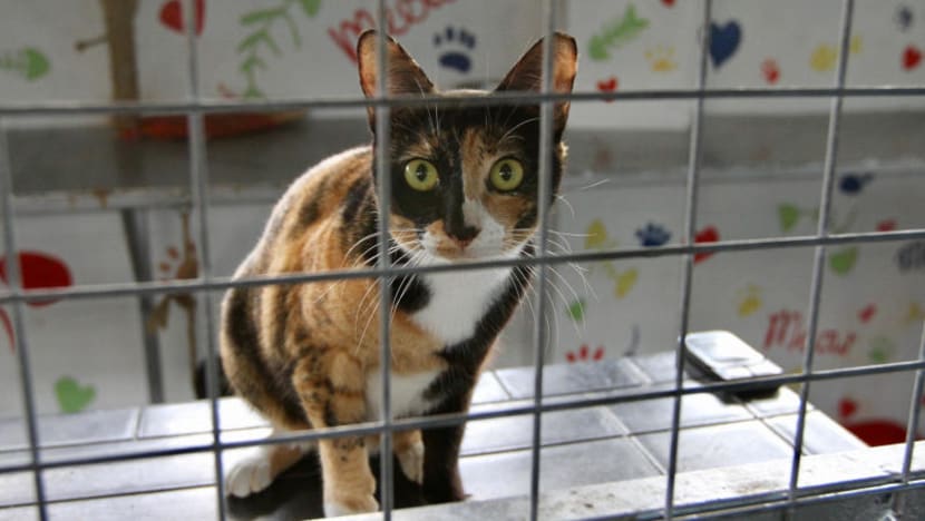 Surge in abandoned cats — is microchipping the answer?