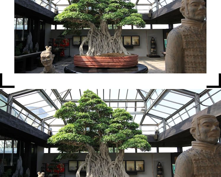 US$1.3 million for a tree in a pot: What accounts for the beauty of bonsai?