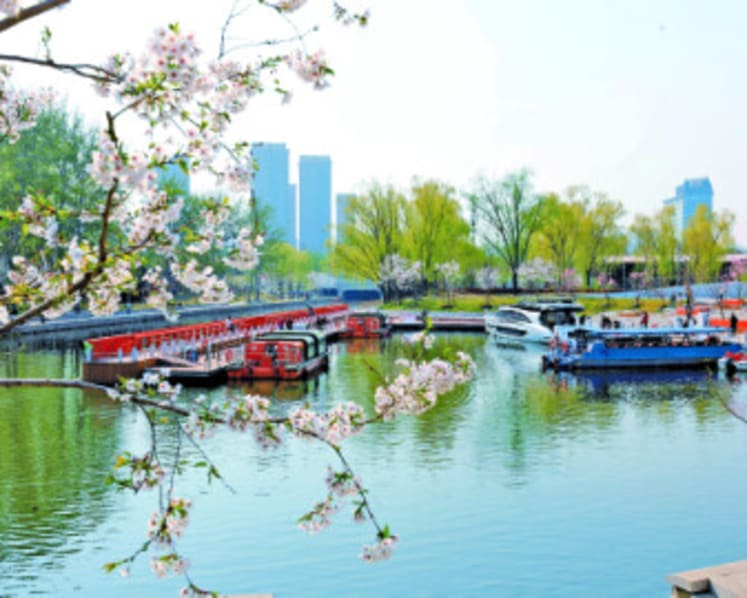 From Old Channel to New Garden: How Chaoyang’s "Sakura River" is Dazzling Spring