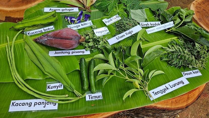 BERITA+: Ulam-ulaman kian dilupakan, usaha baharu hidupkan semula warisan Melayu di Singapura