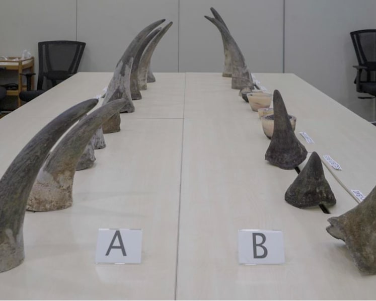 S'pore seizes record haul of rhinoceros horns worth S$1.2m in baggage transiting Changi Airport