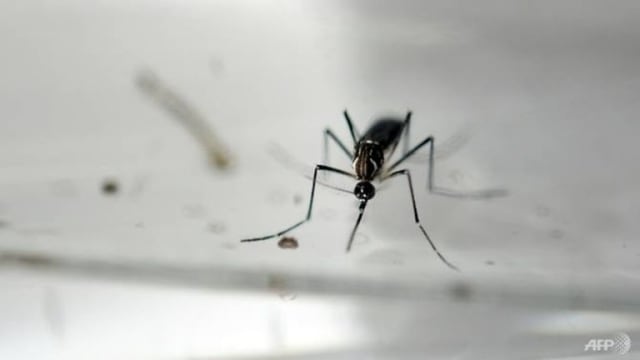 每周骨痛热症病例锐减约70%  当局: 仍需保持警惕