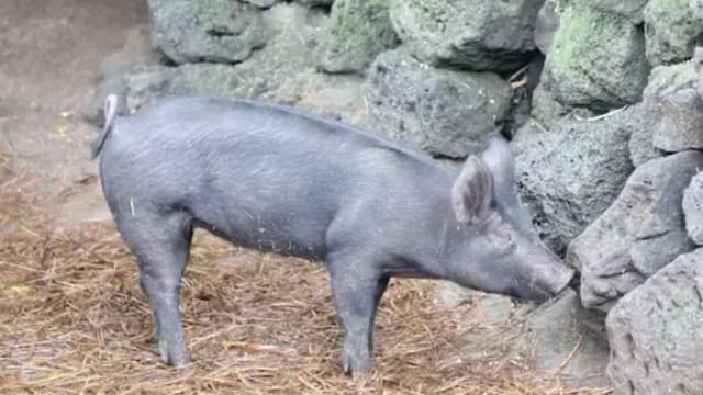 新韩拓展食品供应合作 济州猪牛肉将首次出口新加坡