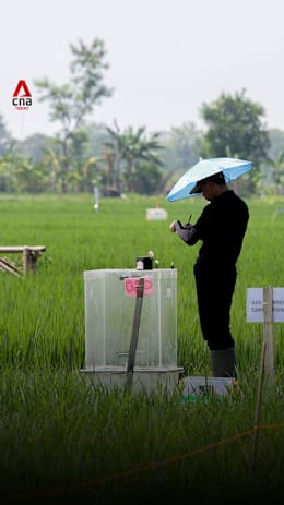 More rice for less methane? This Singapore lab is already seeing success with regional farmers