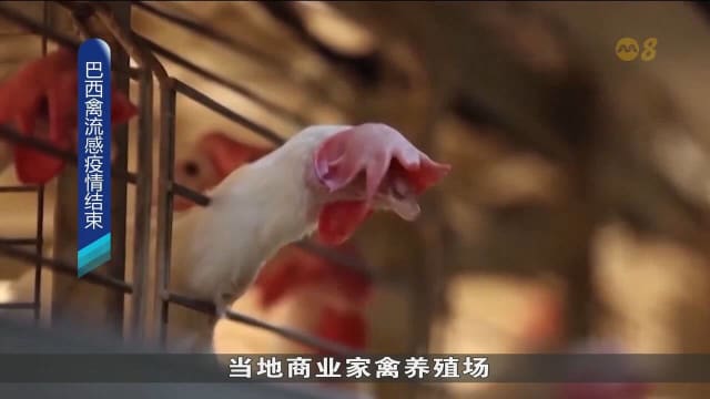 巴西农业部宣布禽流感疫情结束 全国28天无新增病例