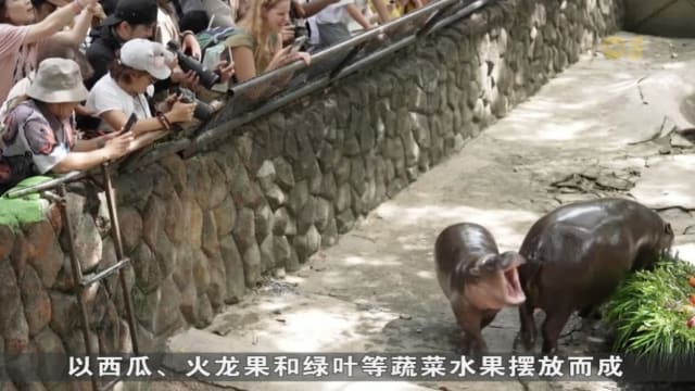 泰国网红河马弹跳猪满周岁