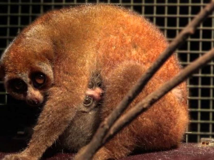 900 newborns across 160 species born at Singapore’s 4 wildlife parks last year