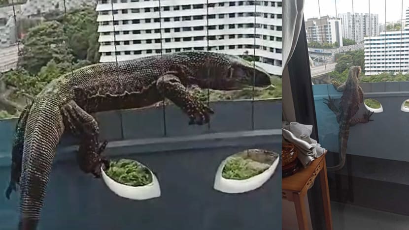 Monitor lizard wanders into 11th floor Punggol flat, captured by NParks Monitor lizard wanders into 11th floor Punggol flat, captured by NParks