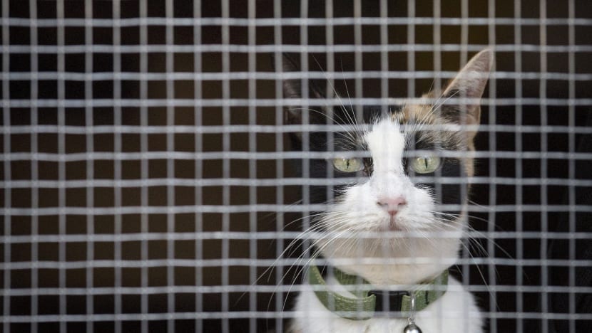 Taxi driver among ‘cat heroes’ honoured for saving animals