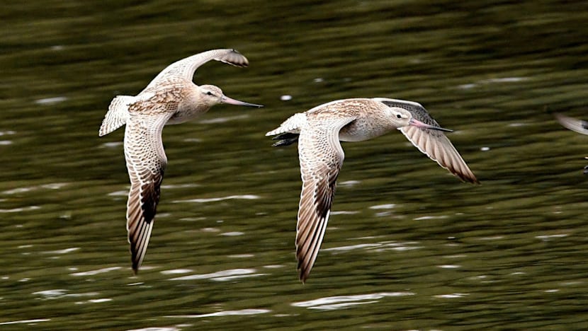 Satellite tracking of migratory birds to take flight this year
