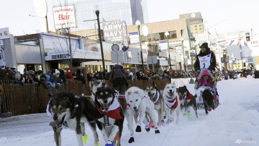PETA calls for end to race after dogs die on 160km Iditarod in Alaska