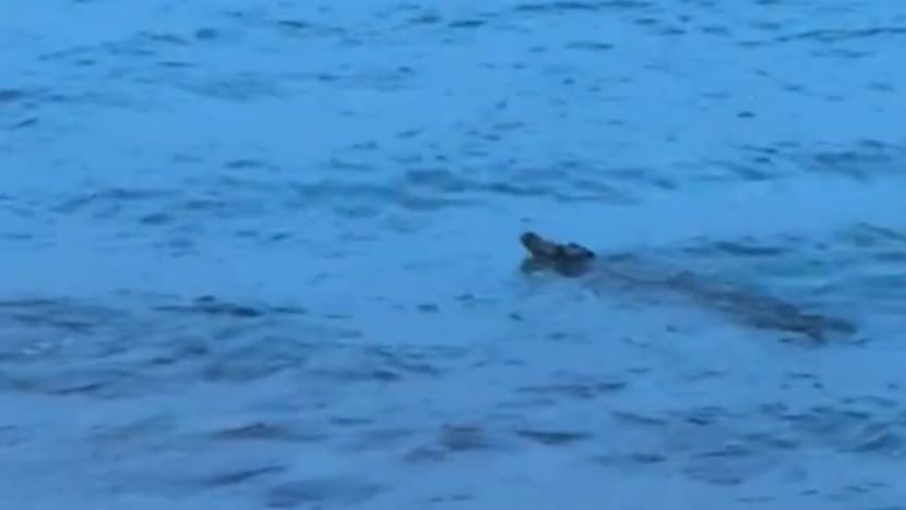 Crocodile spotted in waters off Sentosa, water activities at beaches halted