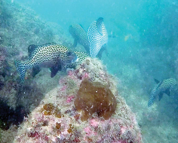 Sisters’ Islands Marine Park to see more protections under amended law