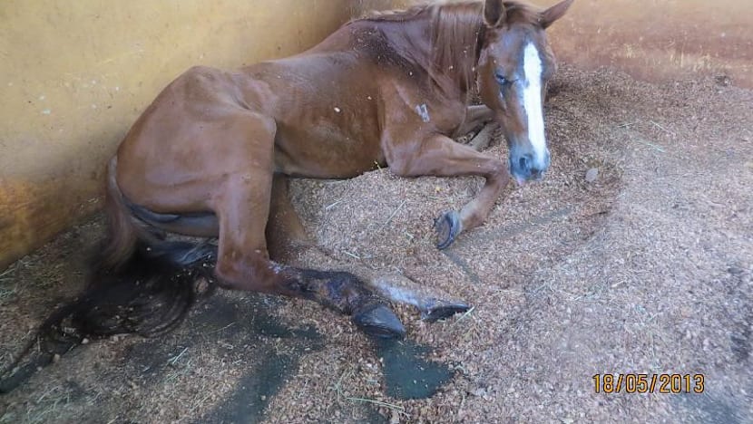 Gallop Stable fined S$9,000 for animal cruelty