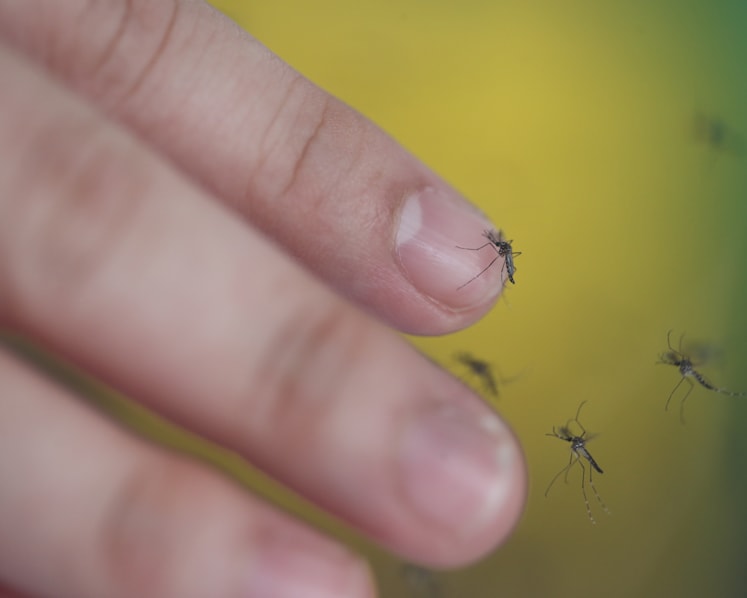 S$200 fine for all homes found breeding mosquitoes