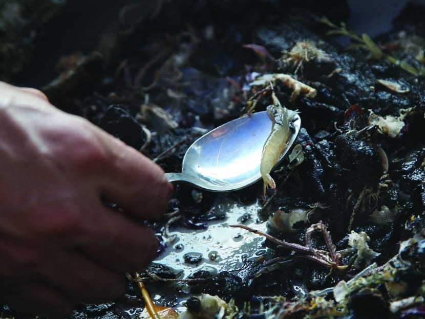 Searching the coast for marine life