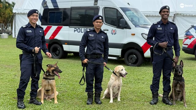 “它们是不可取代的！” K9警犬组庆祝成立70周年