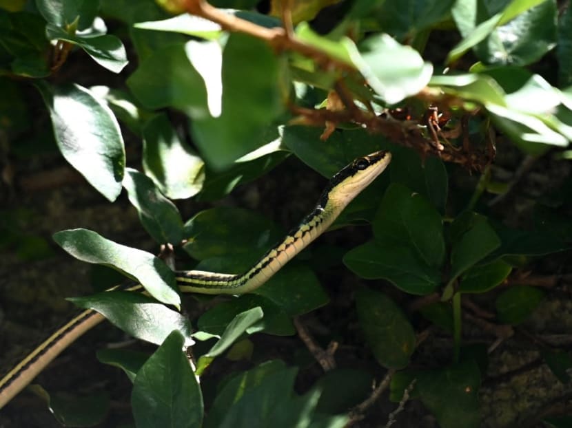 Man in India kills snake by biting it after it bit him