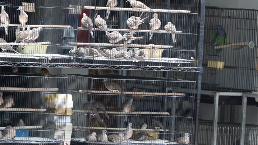 Study reveals effects of poorly run wildlife trade on S’pore’s bird species