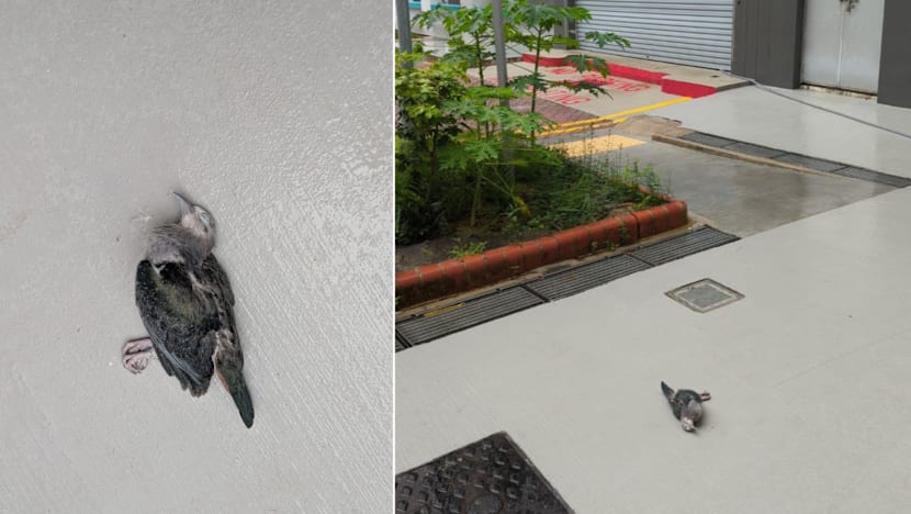 Hotline logs record 650 reports of bird deaths in 2025, mostly from building collisions