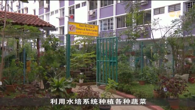 白沙东区基层组织同社区花园合作 为弱势群体提供新鲜蔬果