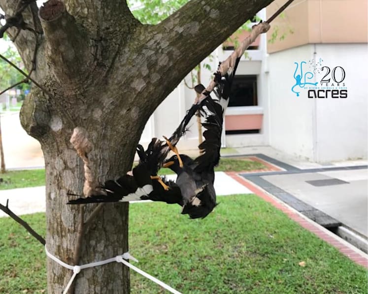 NParks investigating after mynah found glued to tree in Choa Chu Kang