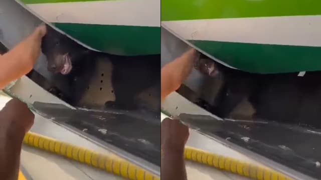 黑熊逃出运送箱 飞机延误一小时引骂声一片