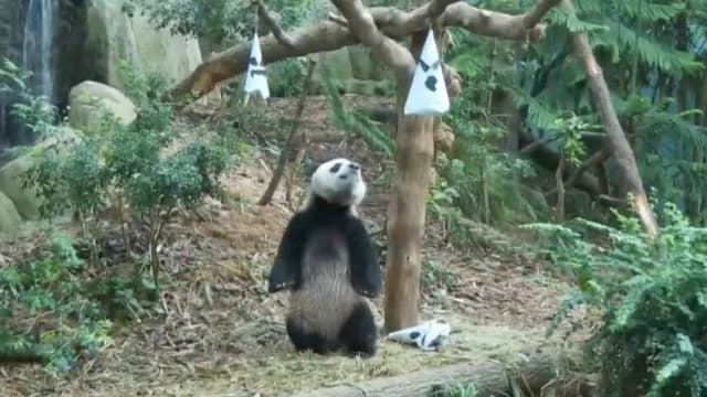 叻叻即将回返中国 万态保育集团已着手为隔离等做准备