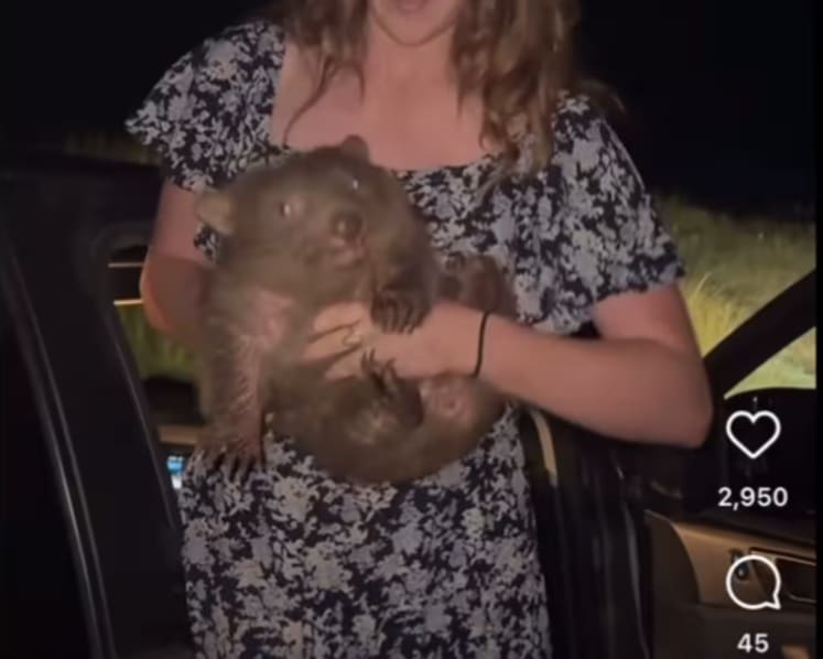 American influencer apologises for snatching Australian baby wombat following outrage