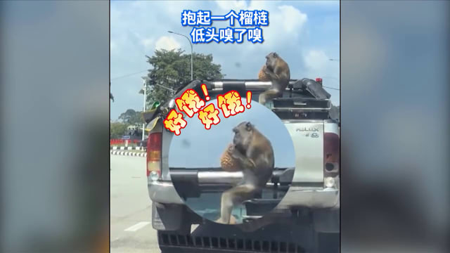 狮城有约 | 8分看视界：猴子偷榴梿 警员徒手破门