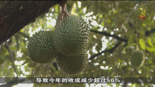马国榴梿园引进科技 提高四成产量并节省三成人力