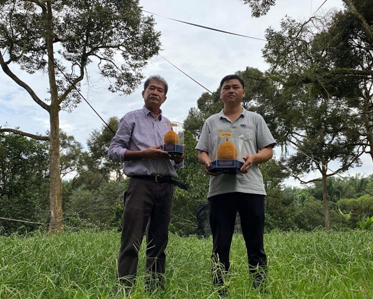 The king of kings: Penang growers top competition with durians from 40-year-old Black Thorn tree 