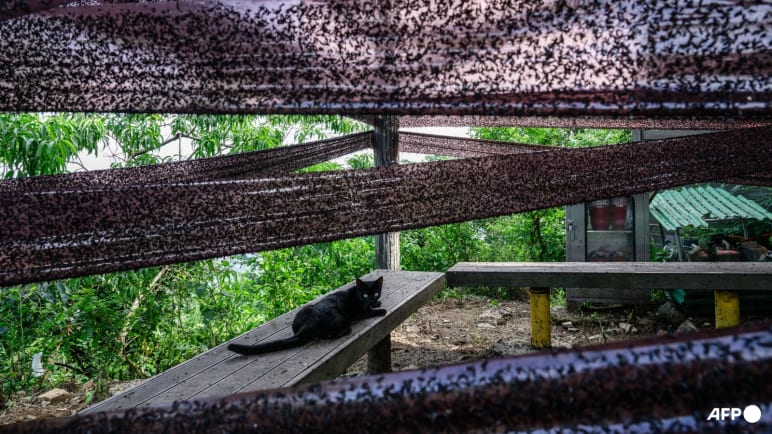 Rotten insects, viral videos and climate change: South Korea battles 'lovebug' invasion