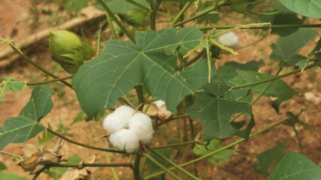 【笔耕园地】棉花吟
