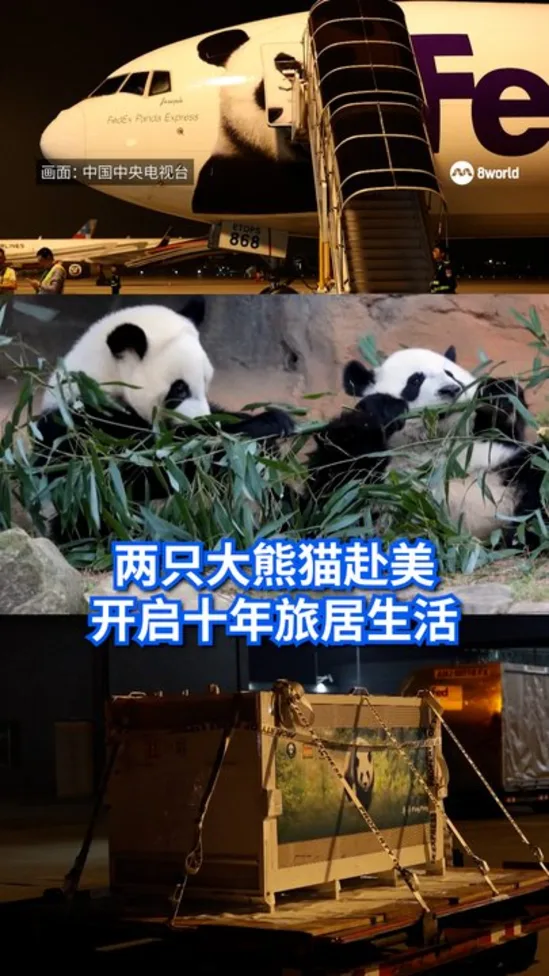 20260927_giant_panda_vod_01