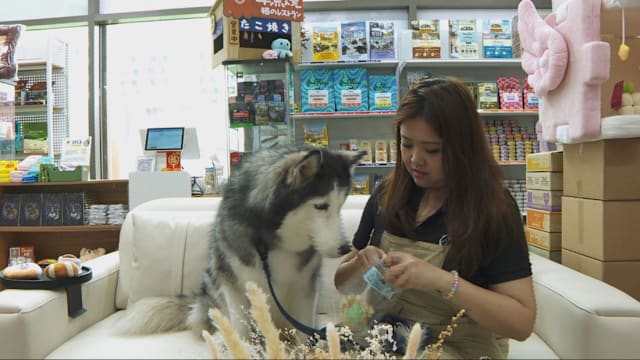 前线追踪  | 宠物用品店老板：优化人工智能系统有点贵