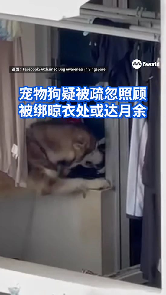 宠物狗疑被疏忽照顾 被绑晾衣处或达月余